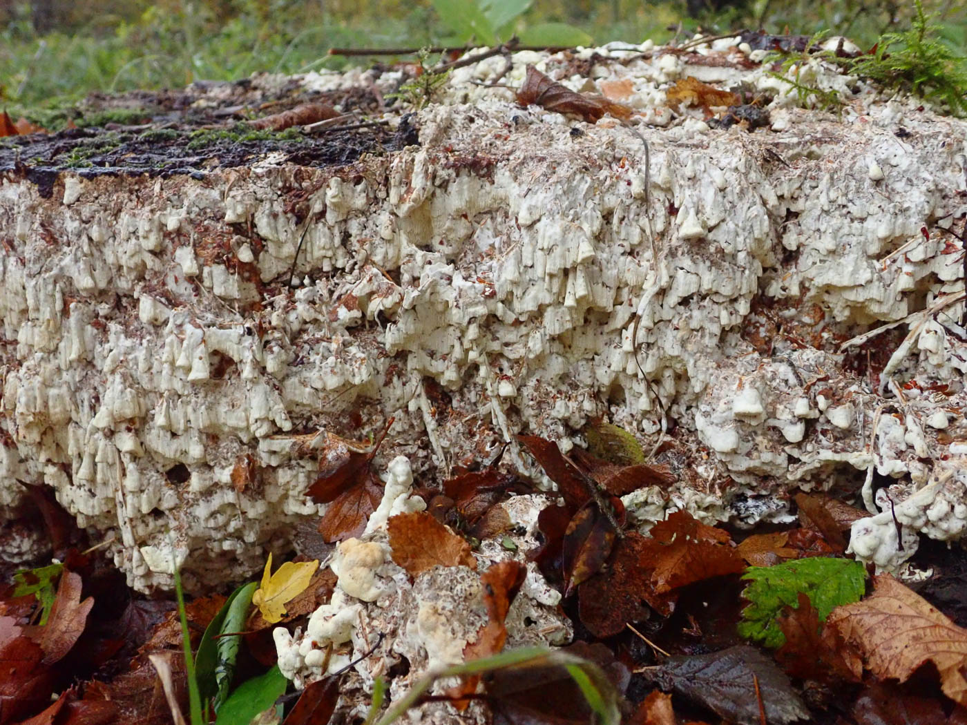 Photo © Mick Jones Amyloporia xantha by Mick Jones